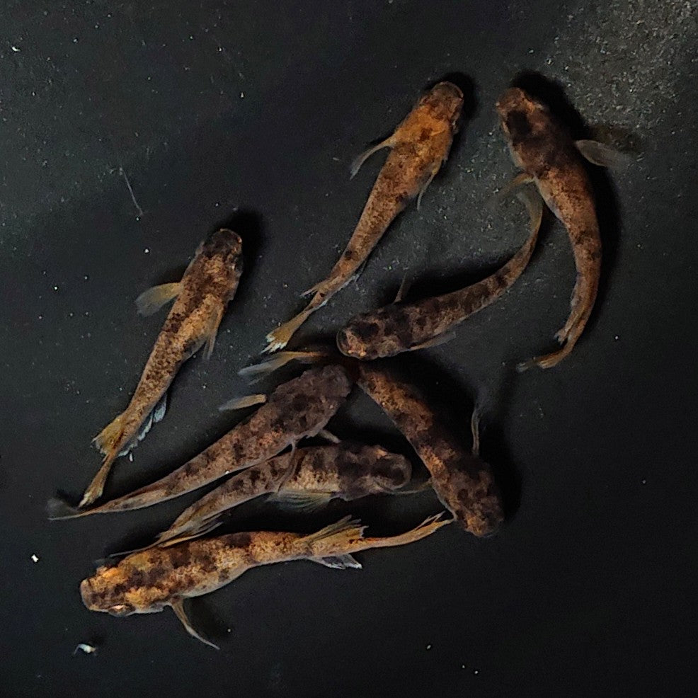 【現物】和墨赤虎×鬼神 F4 4ペア 2749