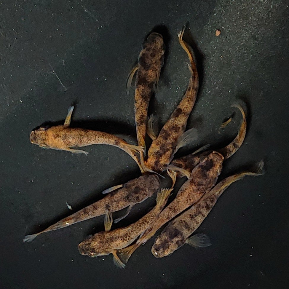 【現物】和墨赤虎×鬼神 F4 4ペア 2749
