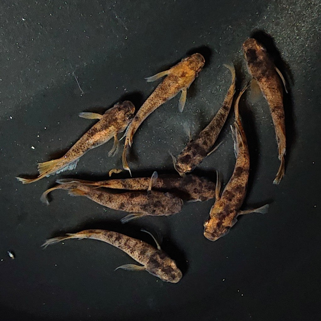 【現物】和墨赤虎×鬼神 F4 4ペア 2749