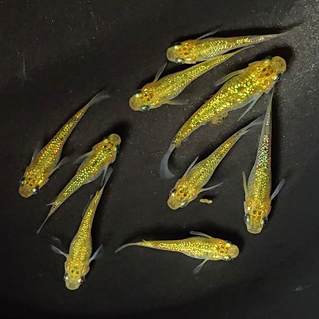 【現物】鬼ラメ×夜桜ゴールド F14 9匹 オス5メス4 2755