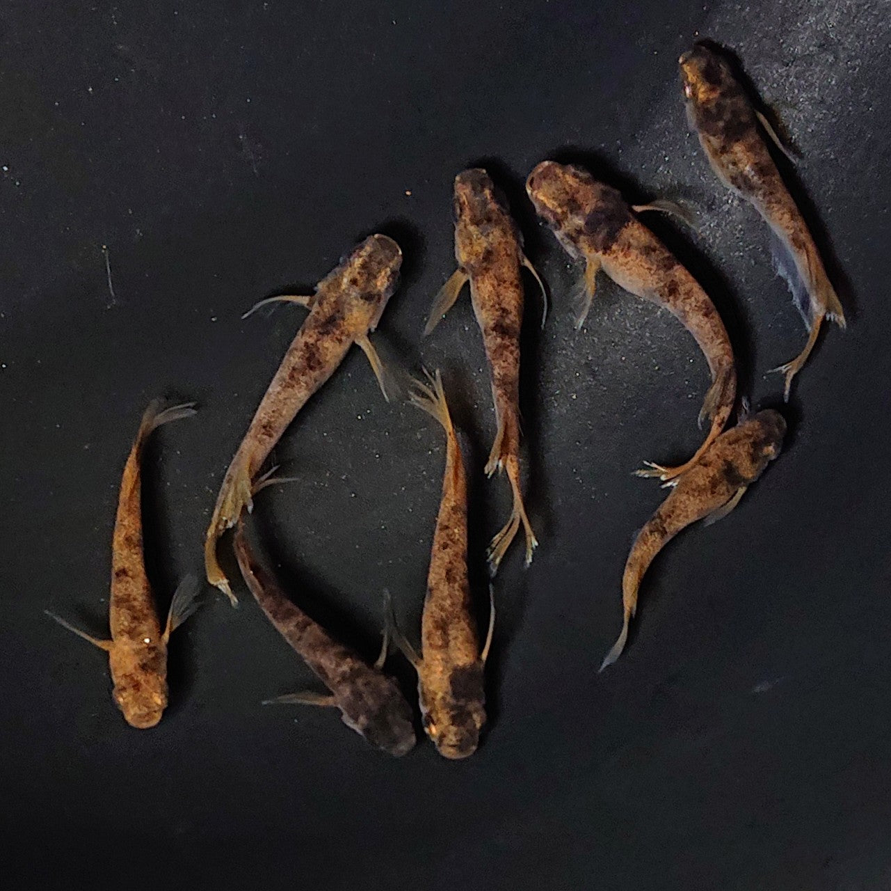 【現物】和墨赤虎×鬼神 F4 4ペア 2758