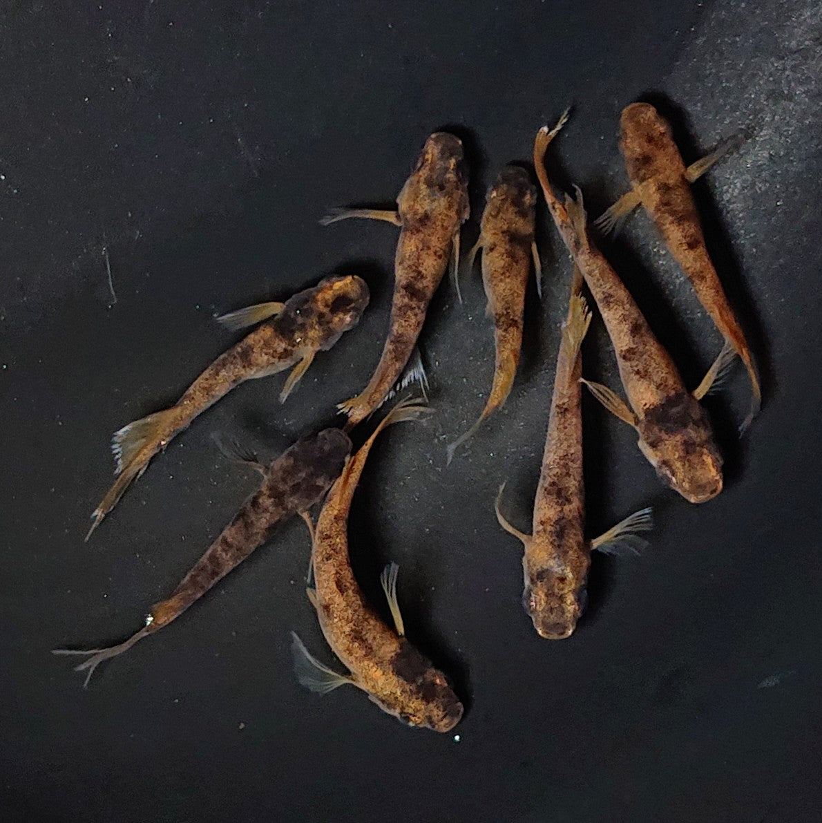 【現物】和墨赤虎×鬼神 F4 4ペア 2758