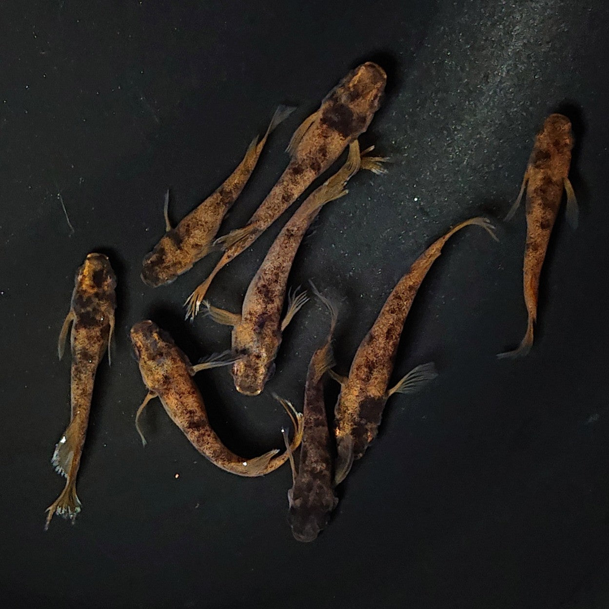 【現物】和墨赤虎×鬼神 F4 4ペア 2758