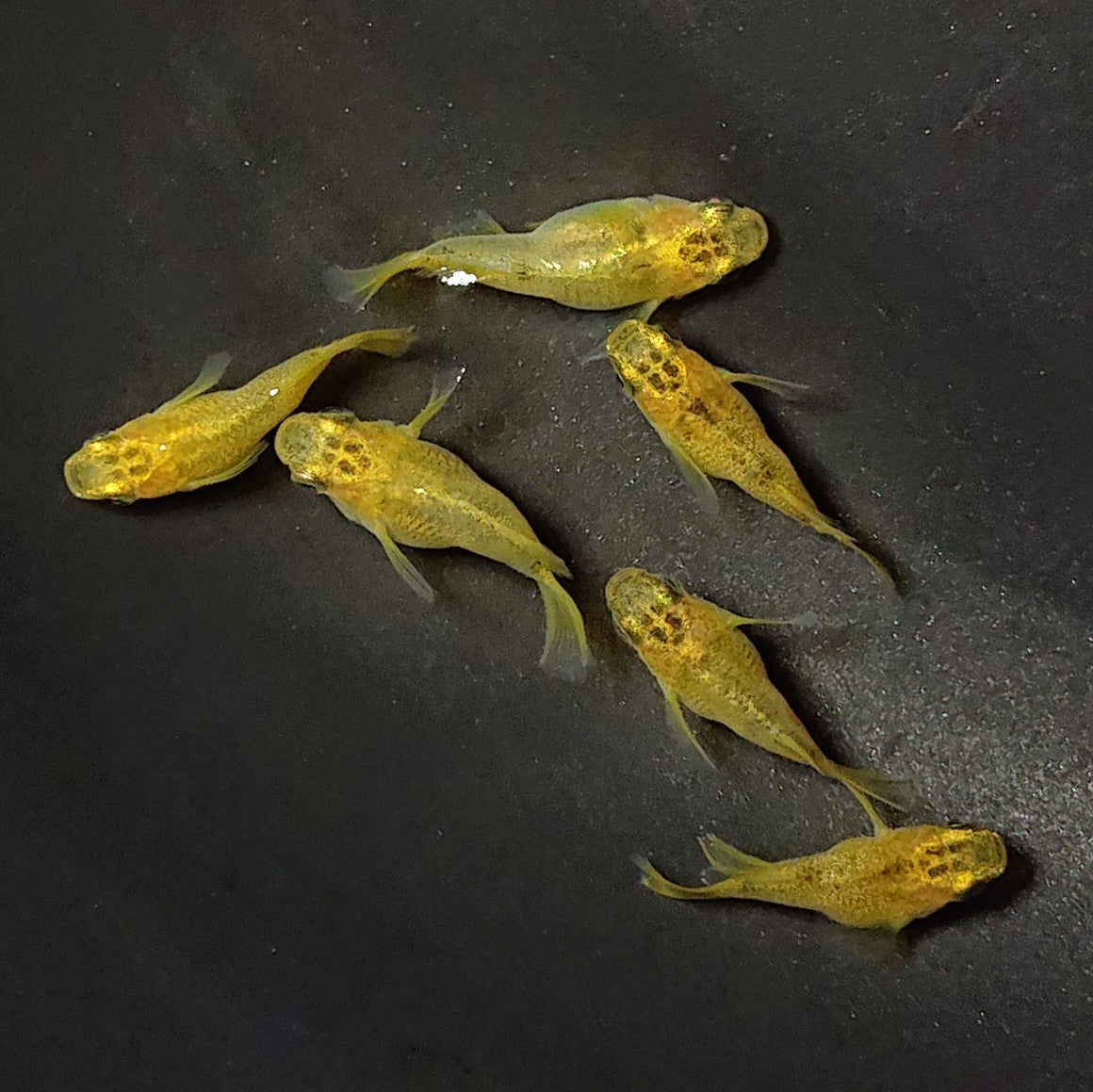 【現物】黄金べっ甲だるま 3ペア 2782