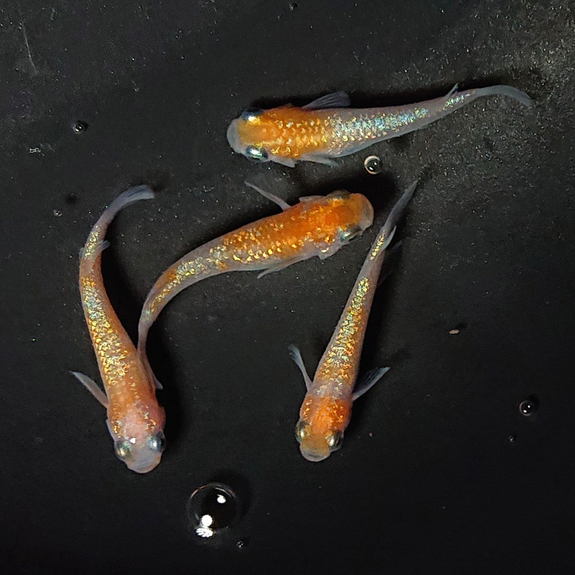 【現物】王華 2ペア 2810