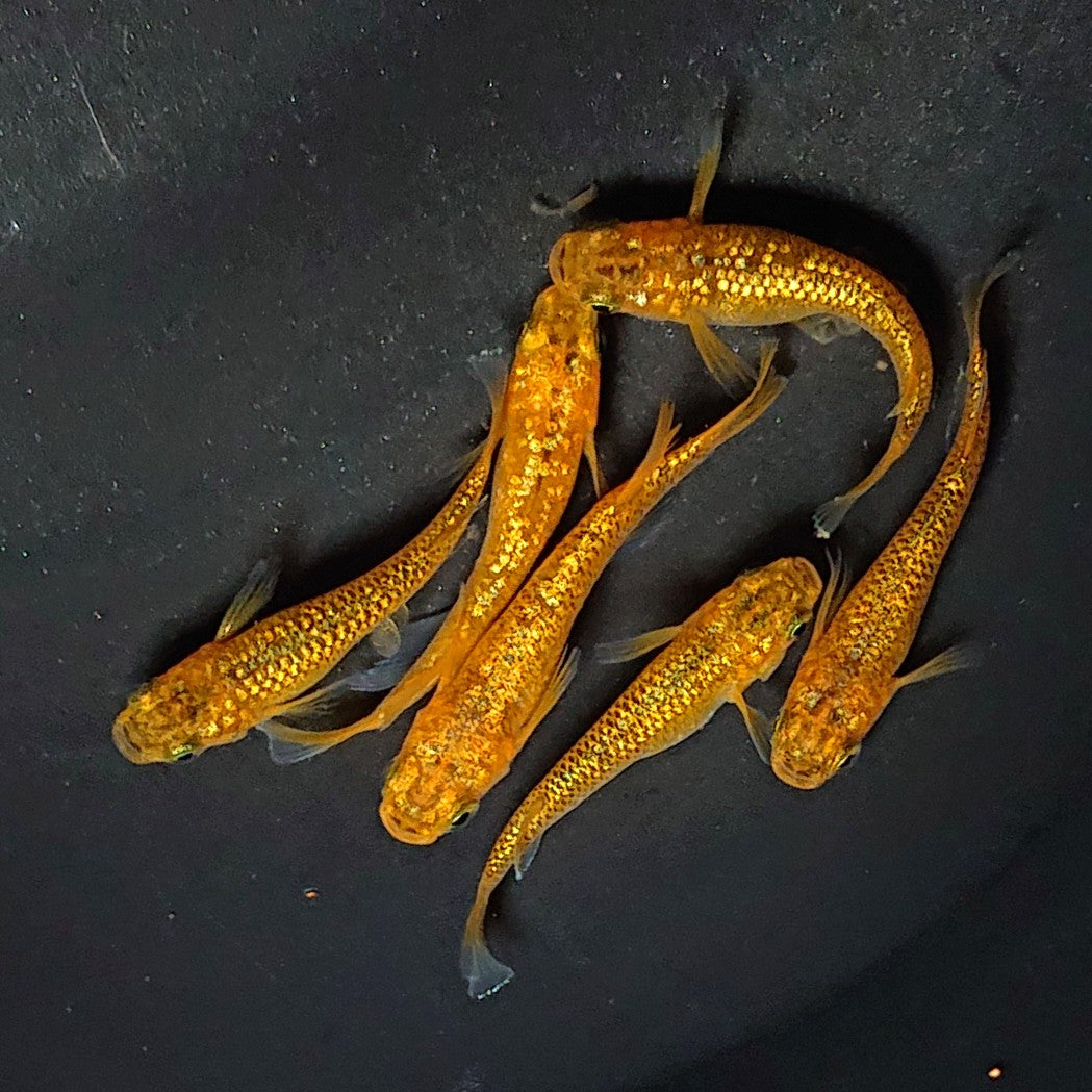 【現物】【上物】ヒミツヘイキ 3ペア 2803