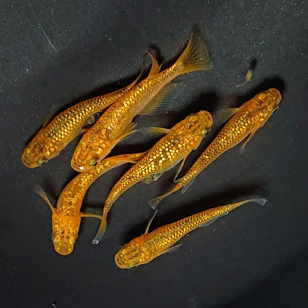 【現物】【上物】ヒミツヘイキ 3ペア 2803