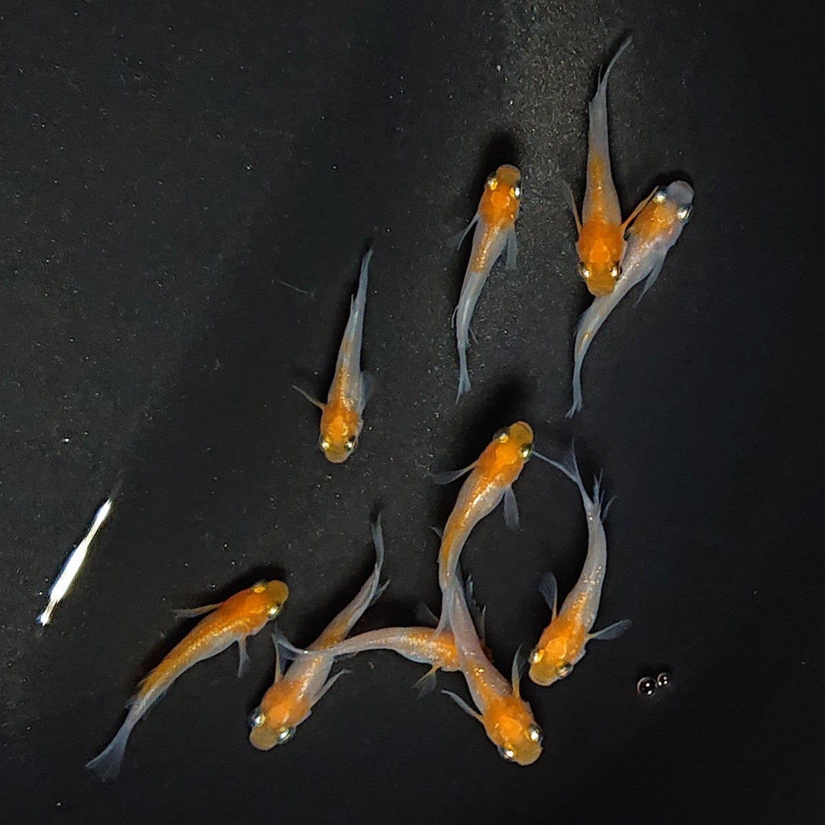 【現物】ハイビスカス稚魚・若魚 10匹 2812