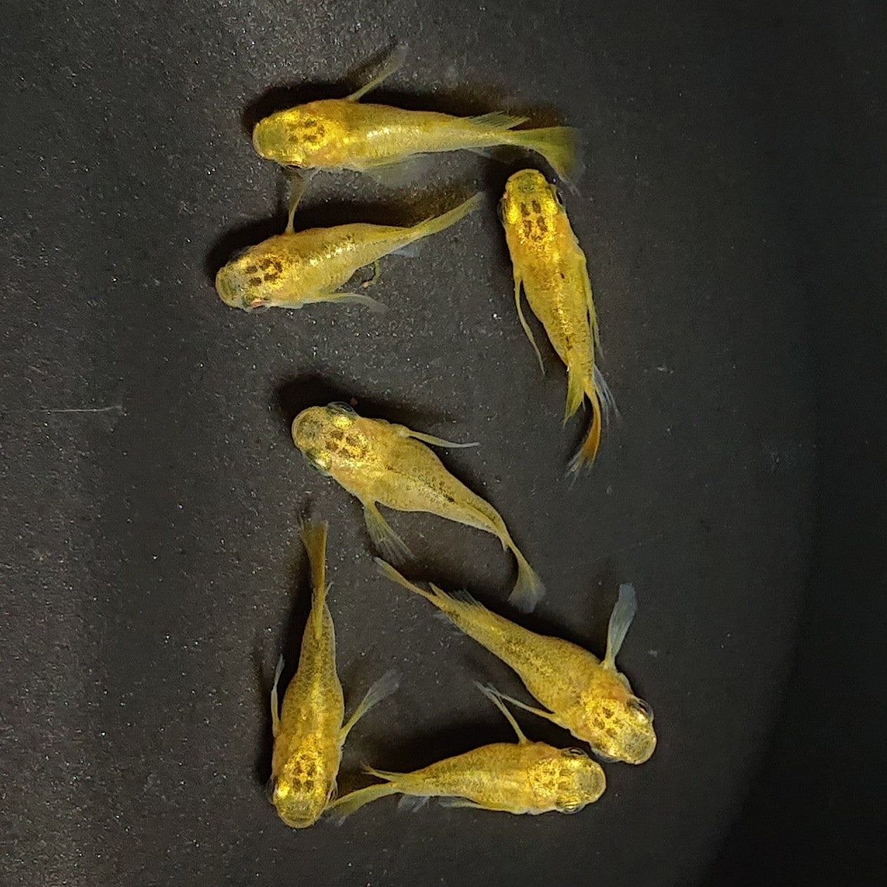 【現物】黄金べっ甲だるま 7匹 オス3メス4 2827