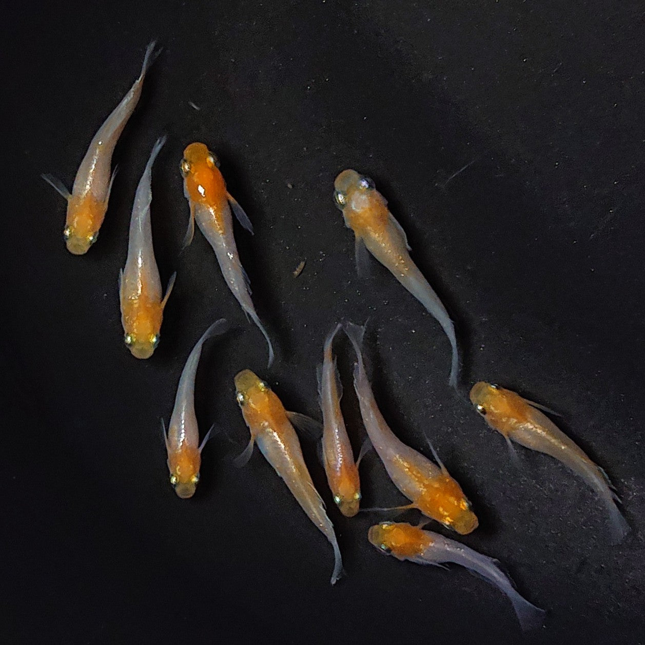 【現物】ハイビスカス稚魚・若魚 10匹 2834