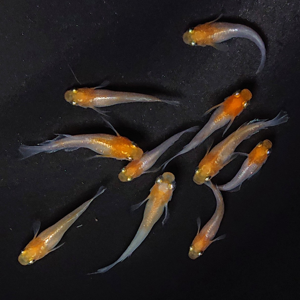 【現物】ハイビスカス稚魚・若魚 10匹 2834