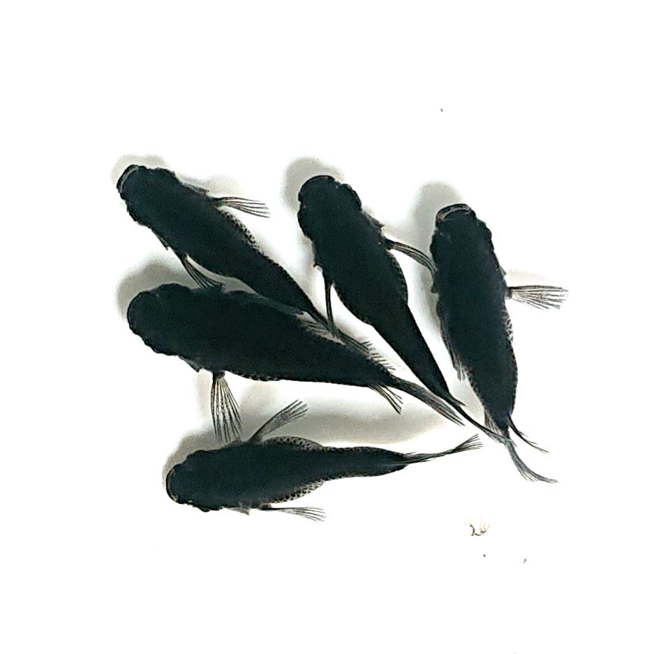 【現物】オロチだるま 5匹 オス3メス2 2833