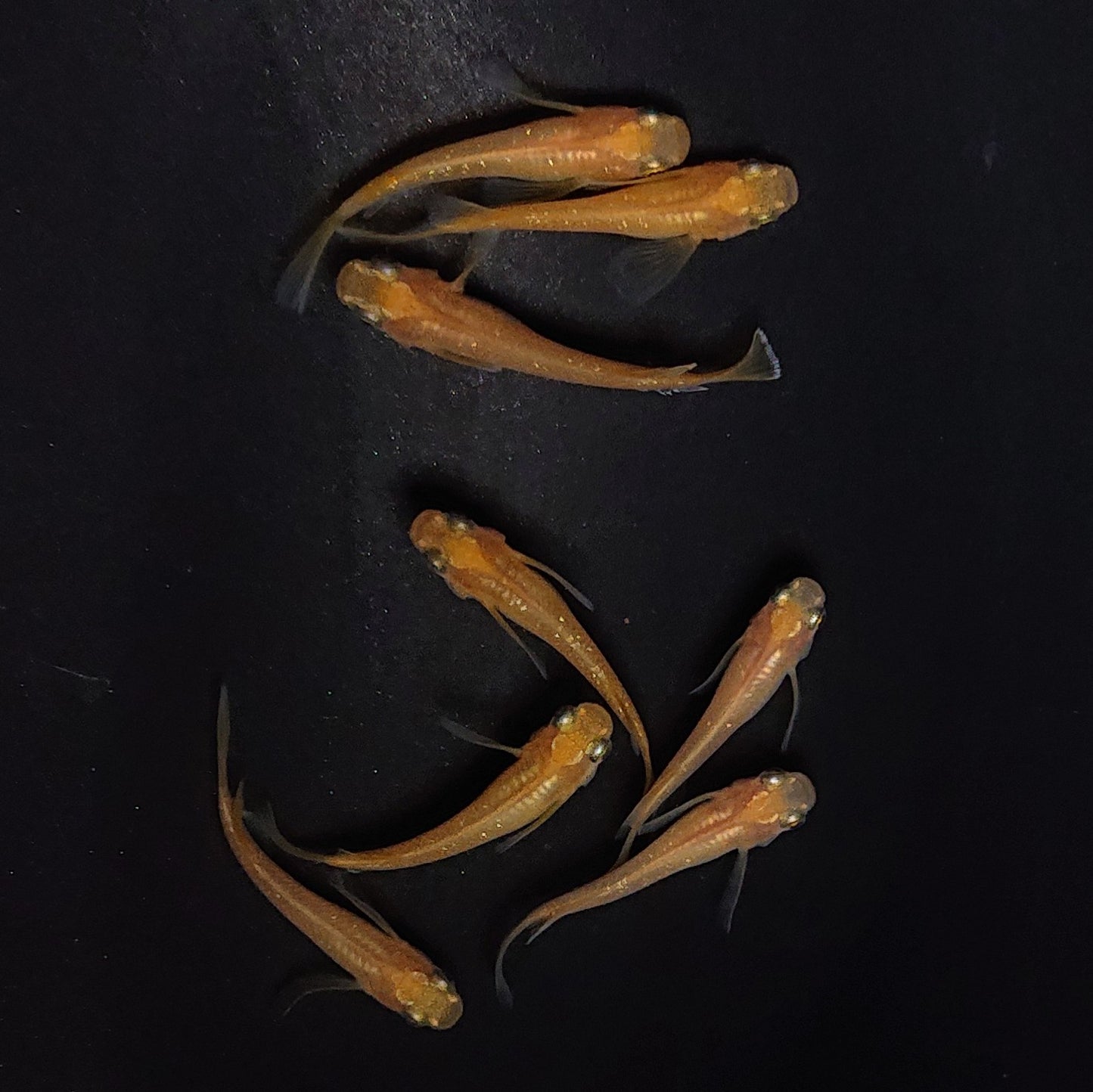 【現物】キャロットダイヤリアルロングフィン若魚 4ペア 2846