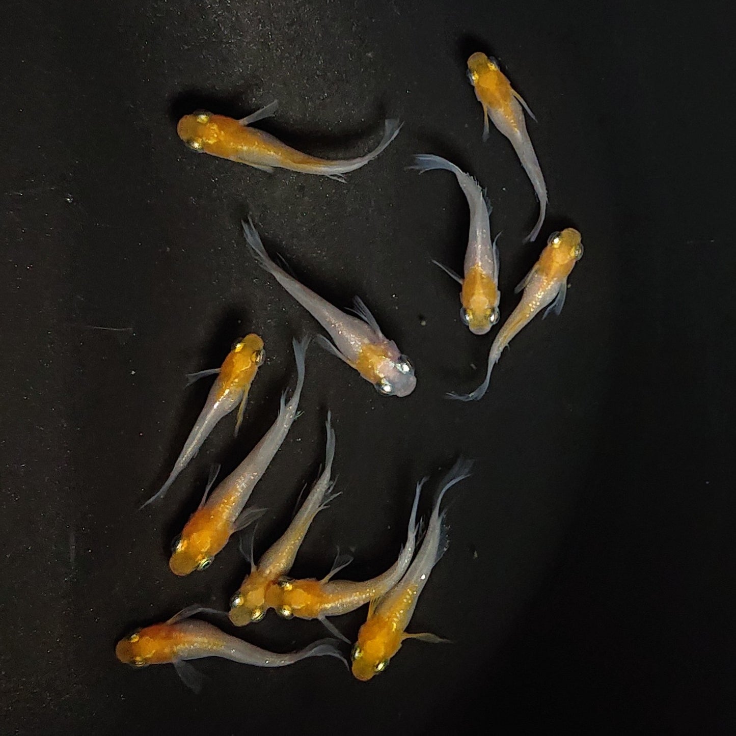 【現物】ハイビスカス稚魚・若魚 10匹+保障1匹 2851