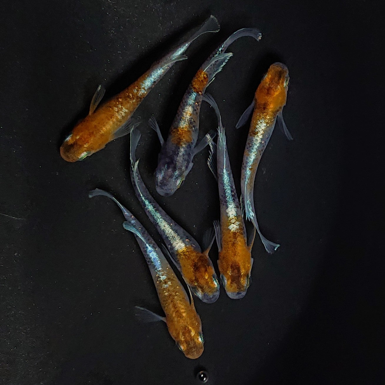 【現物】菊銀紅玉 6匹 オス4メス2 2871
