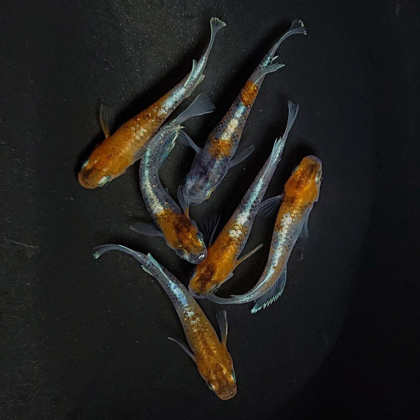 【現物】菊銀紅玉 6匹 オス4メス2 2871