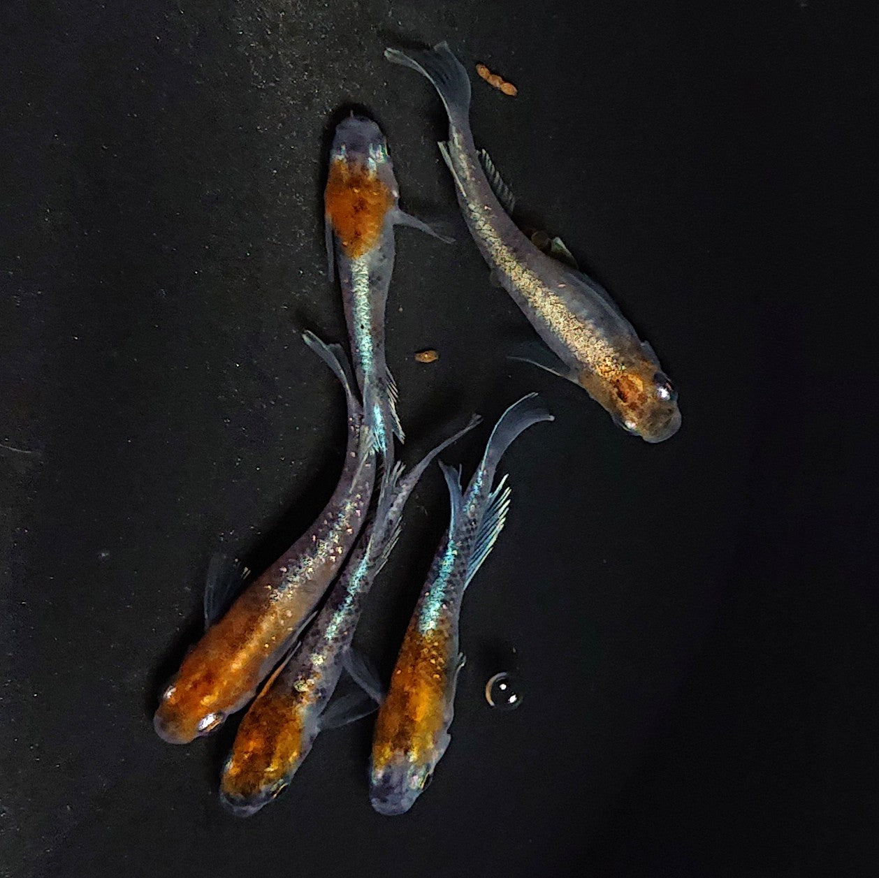 【現物】菊銀紅玉 5匹 オス3メス2 2885