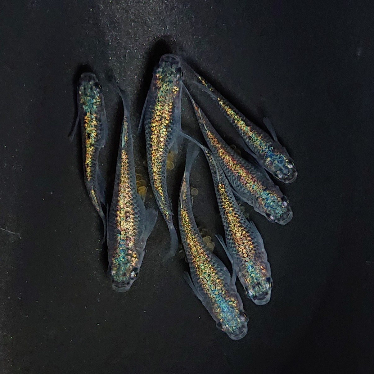 【稚魚】ネプチューン(ねぷちゅーん) 指宿(いぶすき)メダカ 稚魚10匹