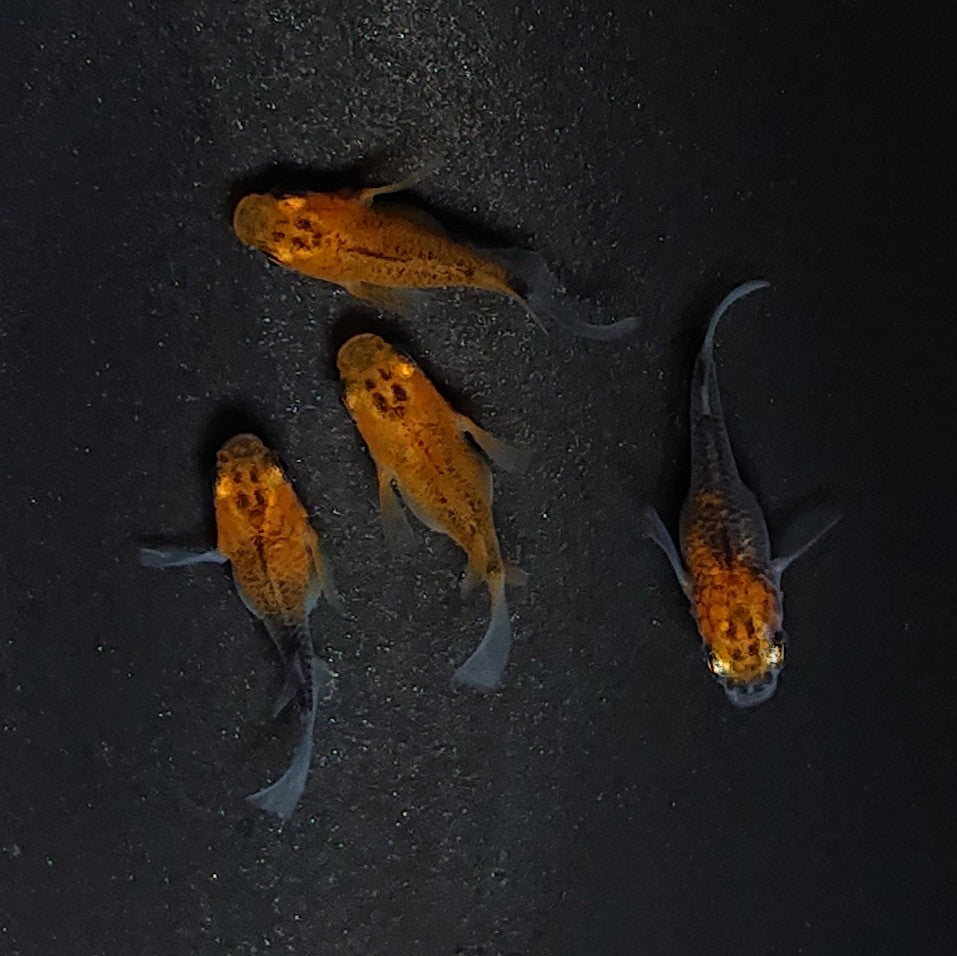 【現物】女雛だるま 若魚 2ペア 2914