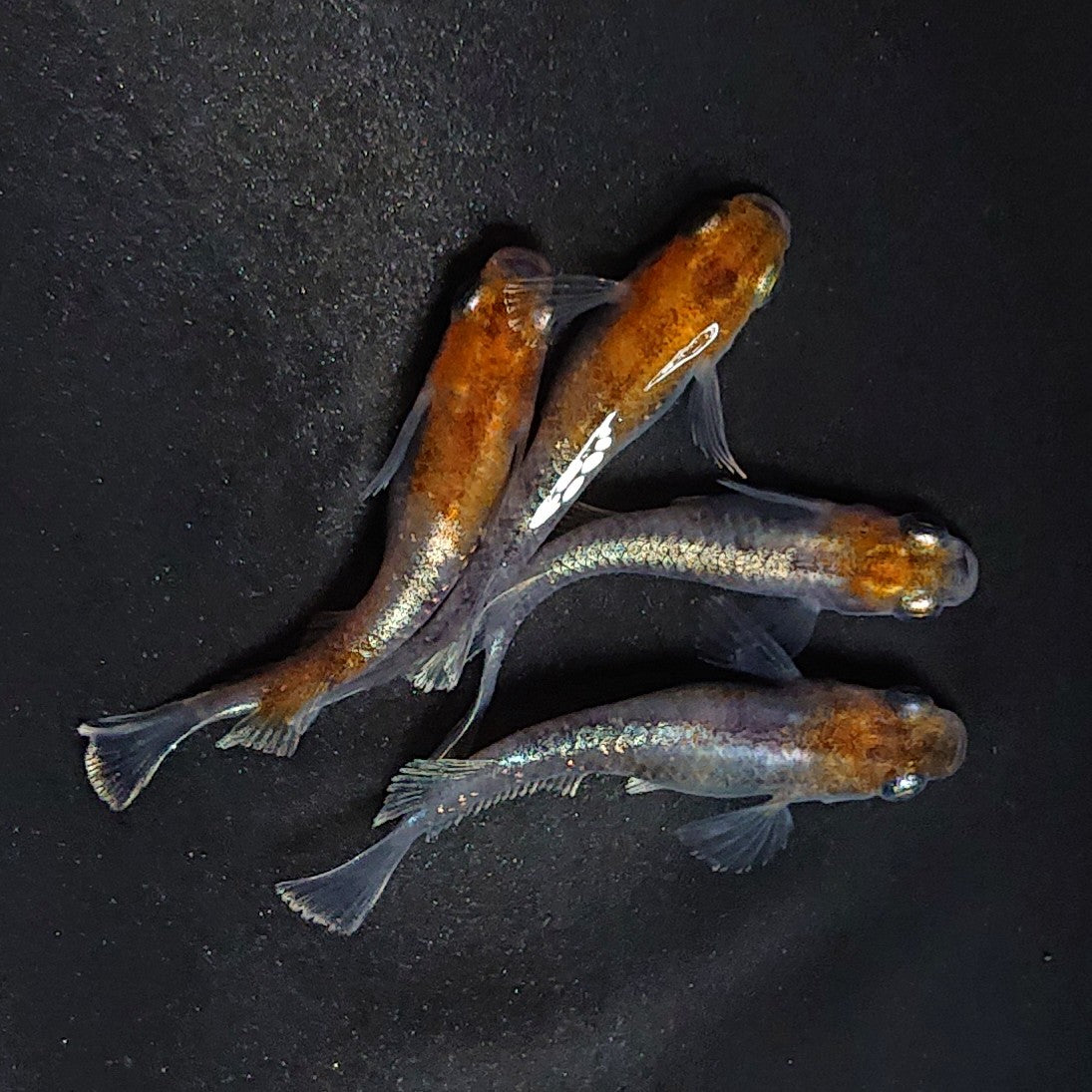 【現物】トリカラーモルフォキッシング 4匹 オス1メス3 2917