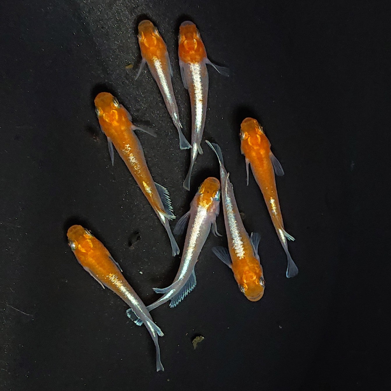 【現物】豆紅エボリューション 7匹 オス4メス3 2925