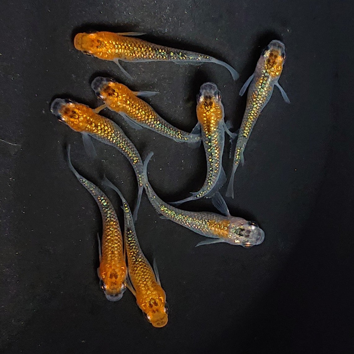 【現物】天界 4ペア 2931