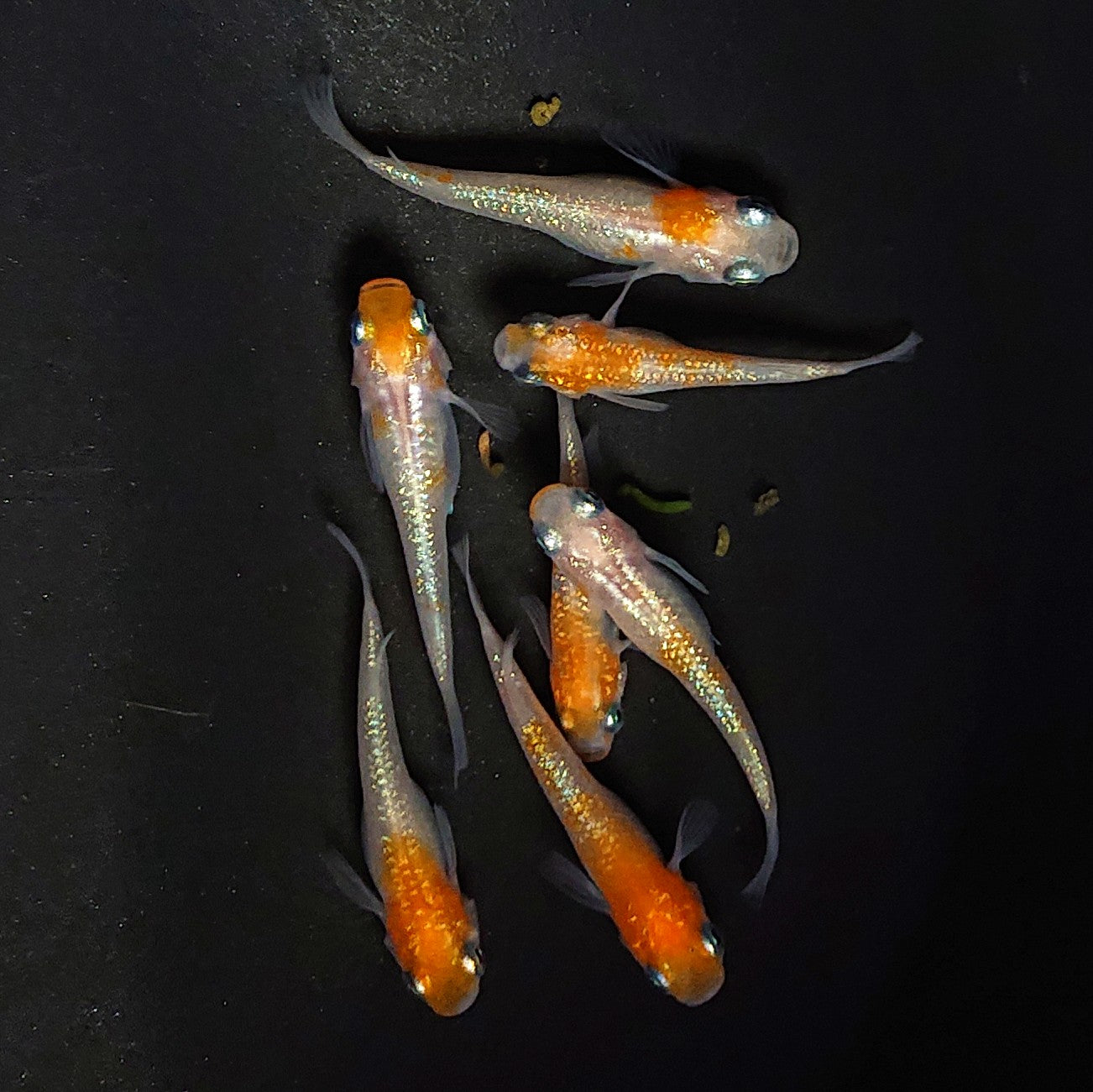 【現物】王華 7匹 オス3メス4 2929
