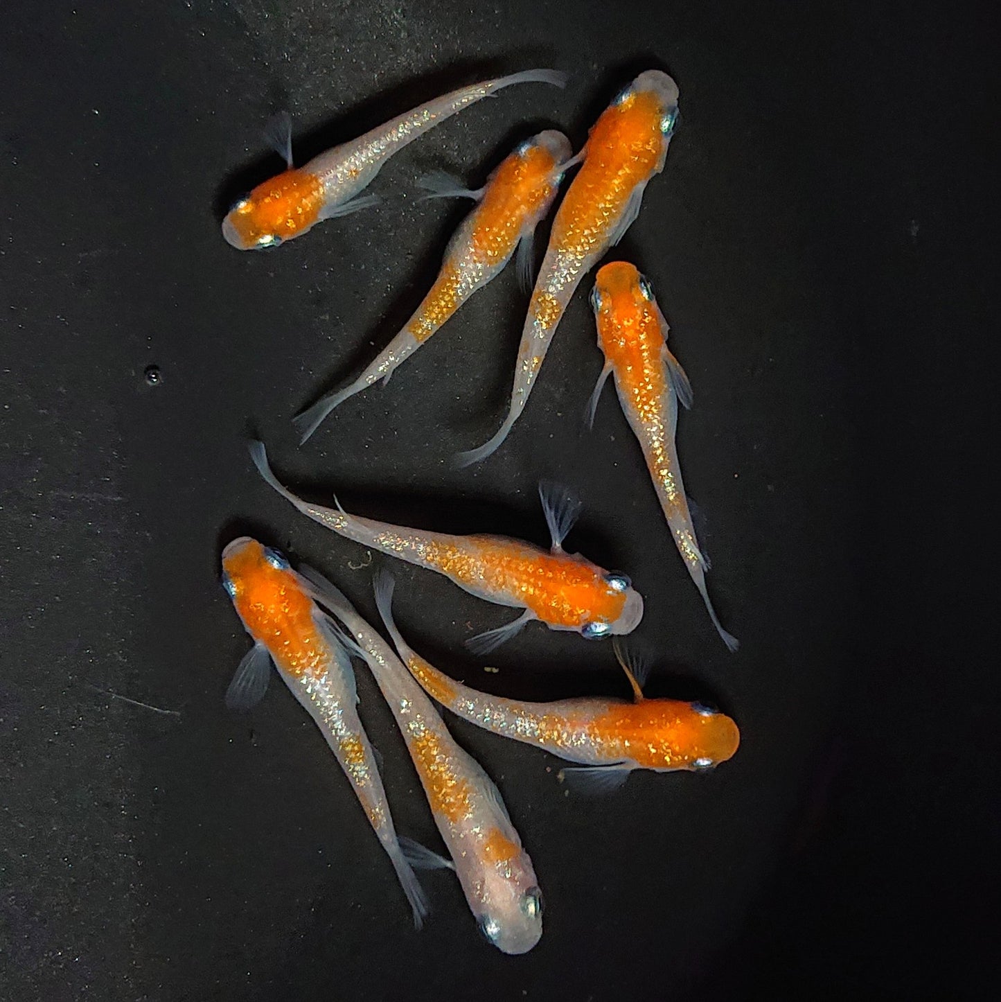 【現物】紅白ラメ 8匹 オス3メス5 2949