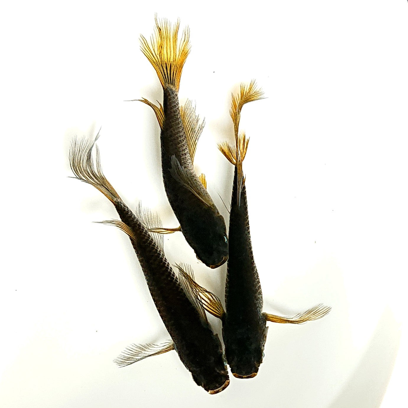 【現物】黒天幻龍松井ヒレ長 3匹 オス2メス1 2947