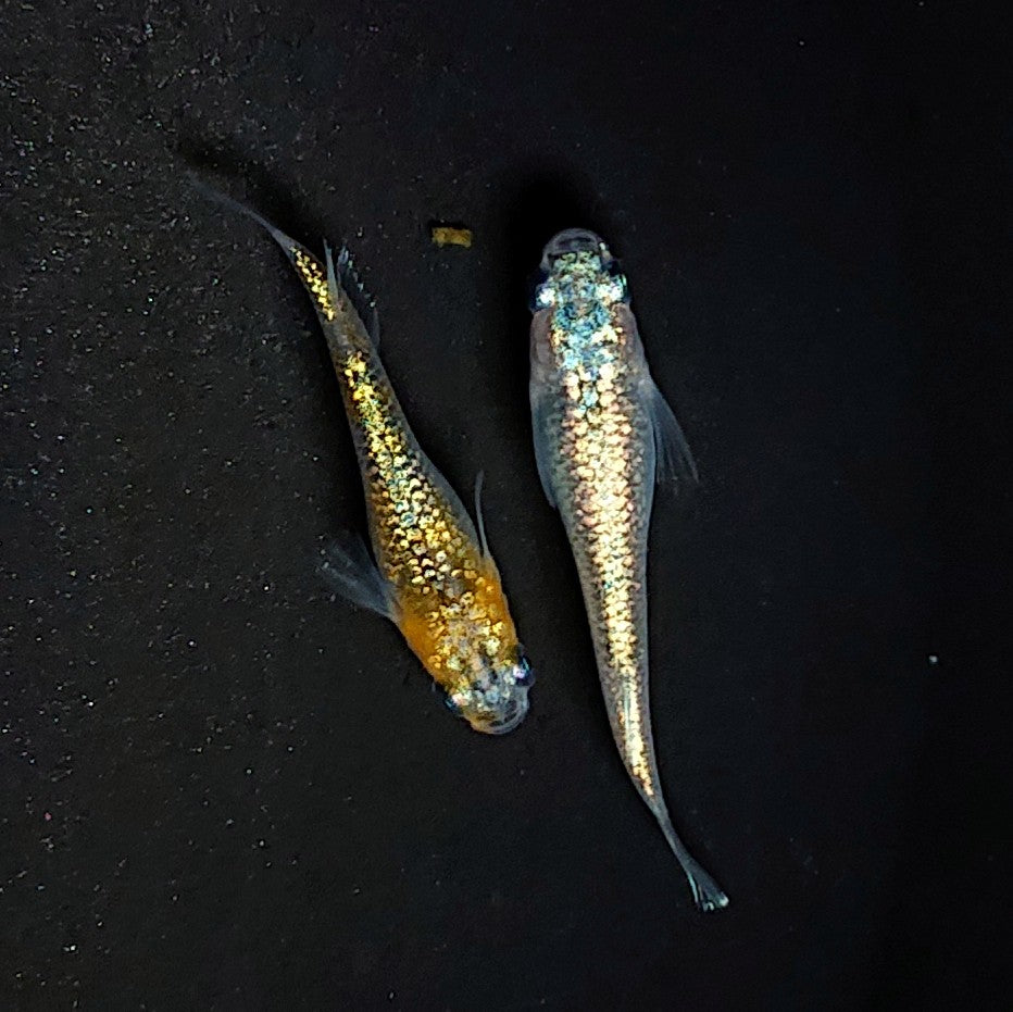 【現物イベント限定】ユリシスパラディーゾ稚魚 10匹 3033