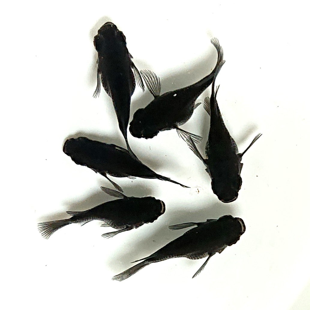 【現物】オロチだるま 6匹 オス2メス4 2977