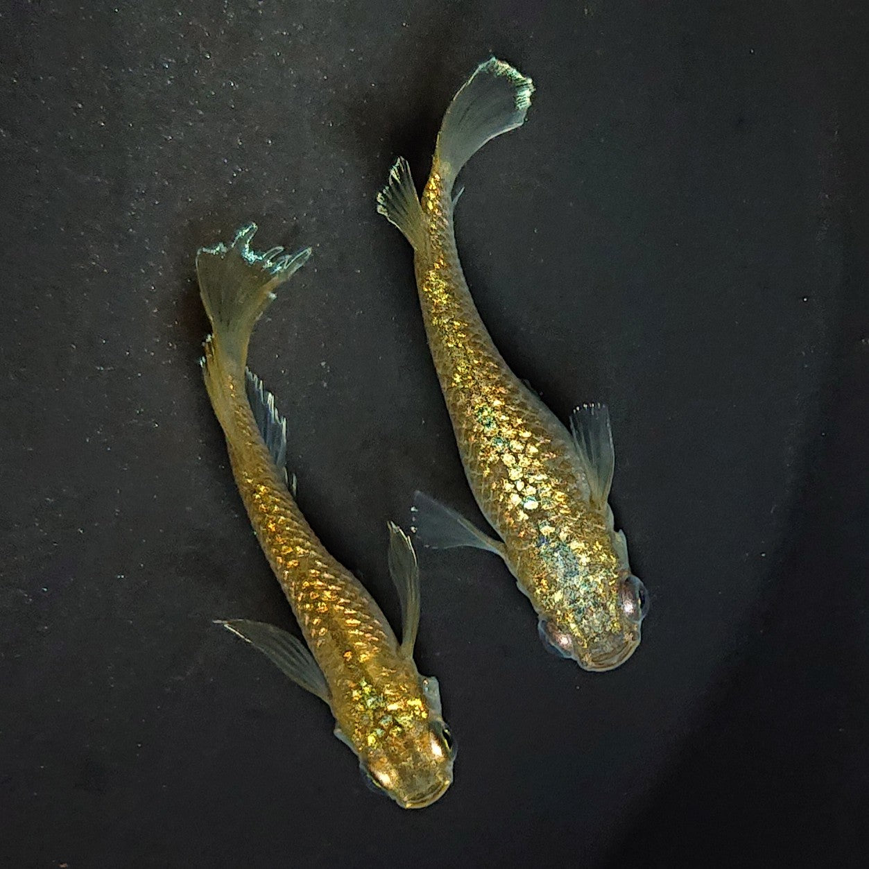 【稚魚】アハルテケ(あはるてけ) 指宿(いぶすき)メダカ 稚魚10匹