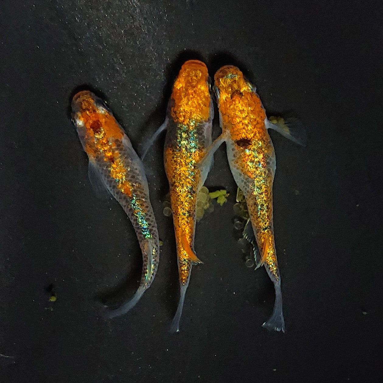 【稚魚】大輝(おおき) 指宿(いぶすき)メダカ 稚魚10匹
