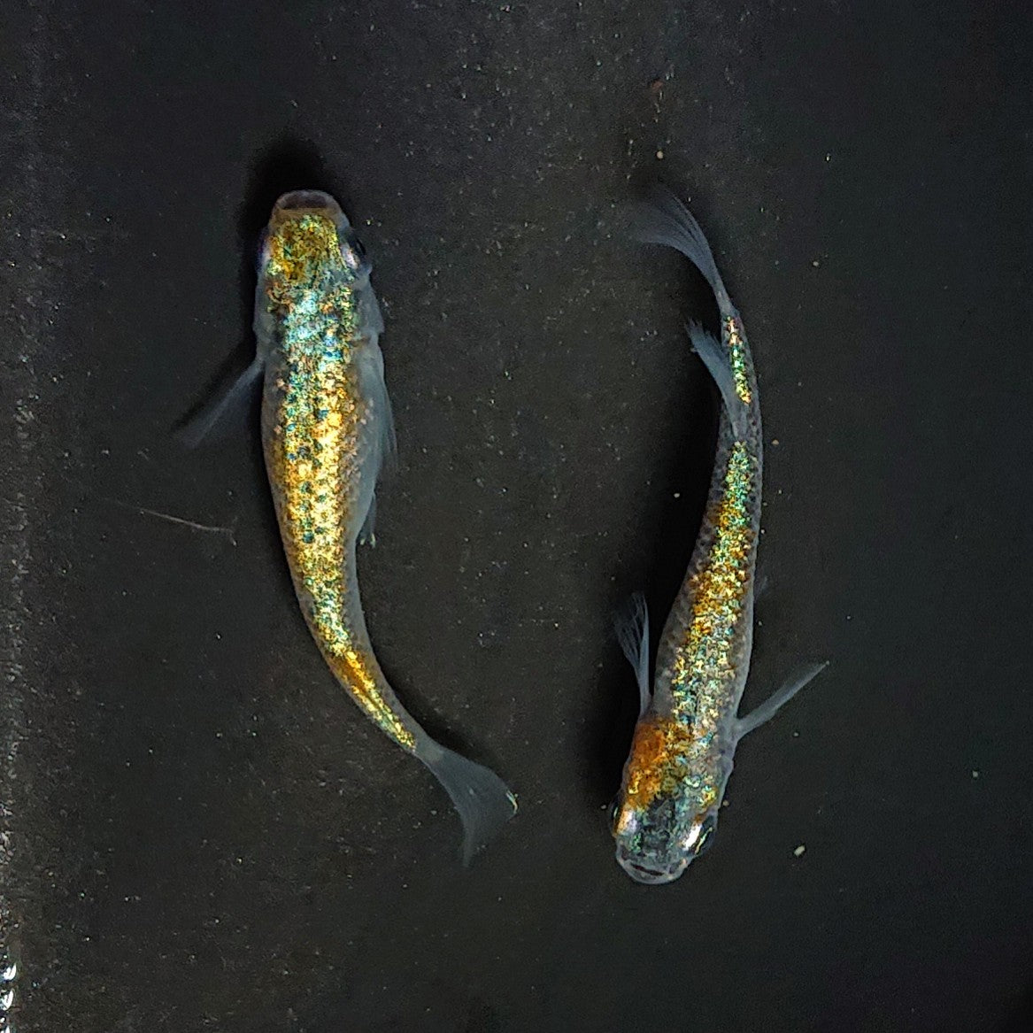 【稚魚】クラース(くらーす) 指宿(いぶすき)メダカ 稚魚10匹