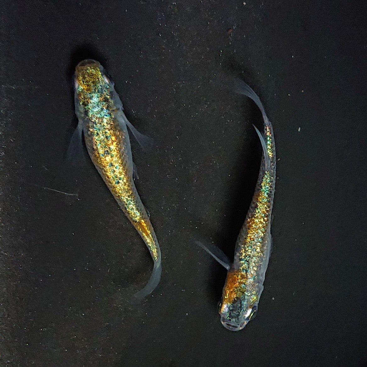 【現物イベント限定】クラース稚魚 10匹 フジアクアグリーン様直系F1 3028
