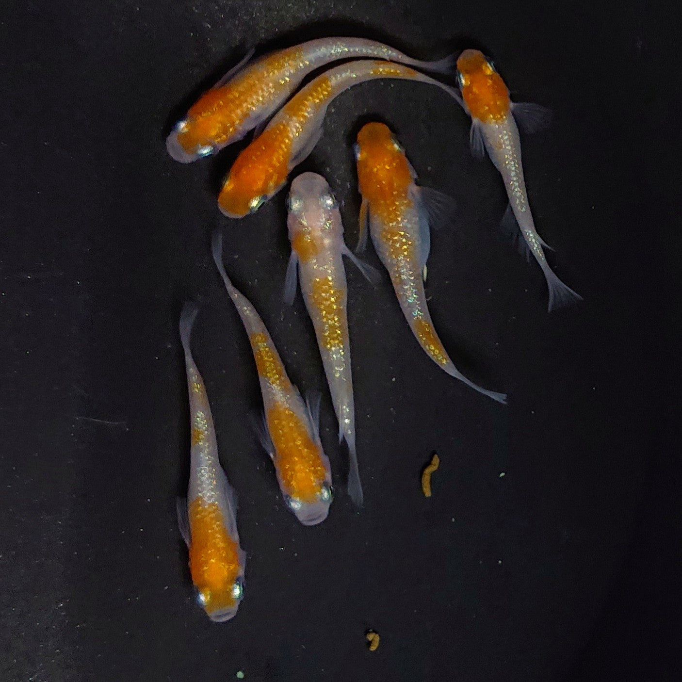 【現物】王華 7匹 オス3メス4 2989