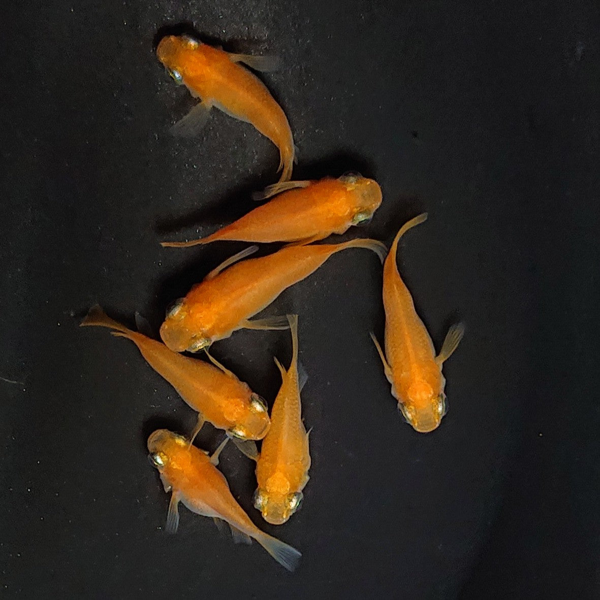 【現物】紅帝本だるま 7匹 オス4メス3 2990