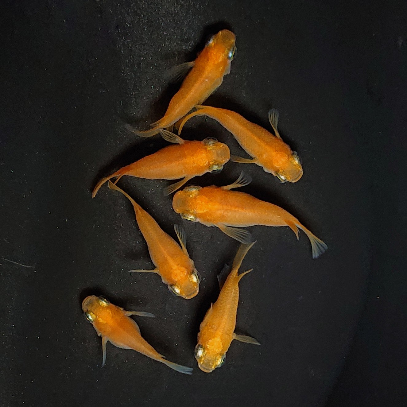 【現物】紅帝本だるま 7匹 オス4メス3 2990