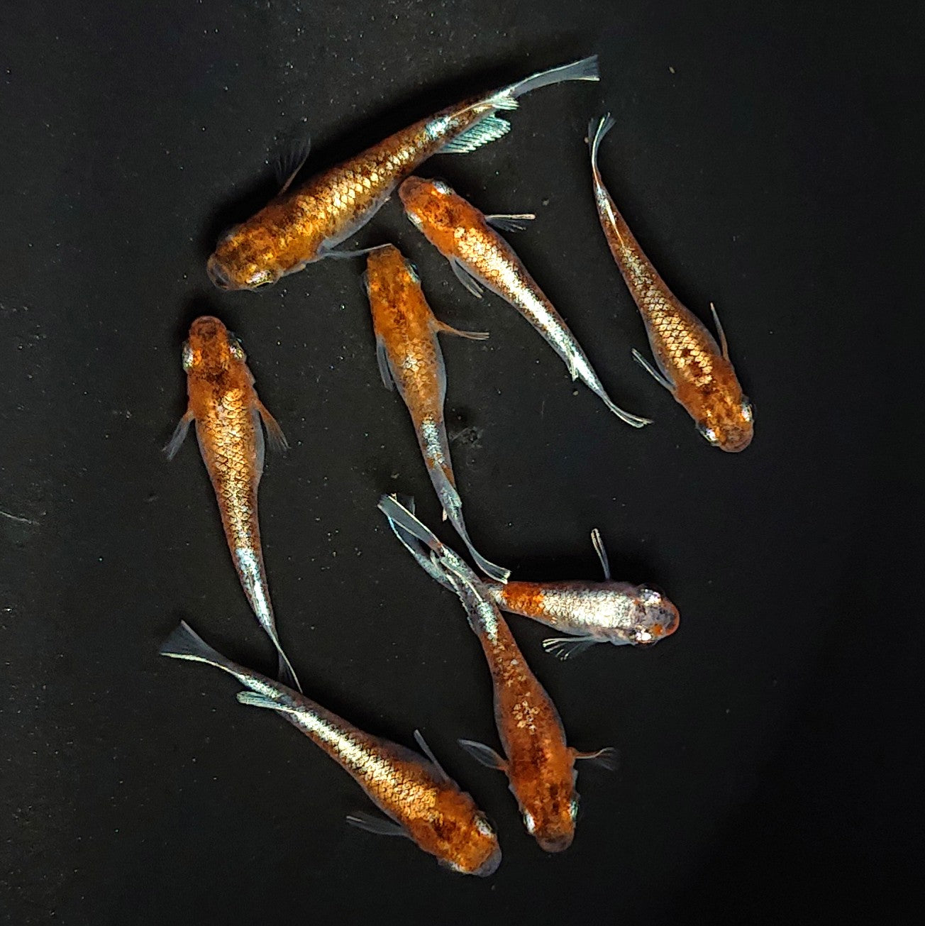 【現物】菊銀紅玉 4ペア 3016
