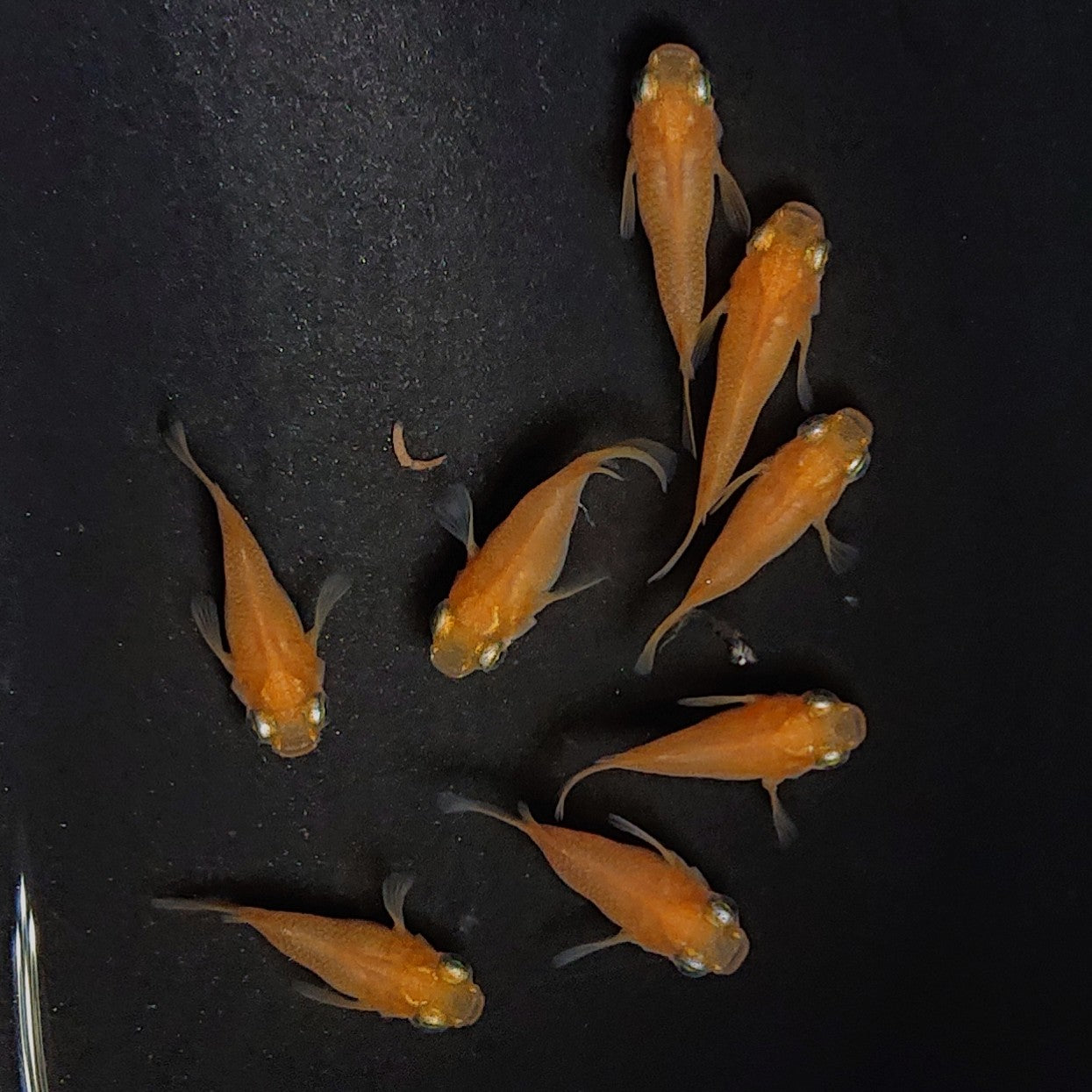 【現物】紅帝だるま 4ペア 保障1ペア込み 3024