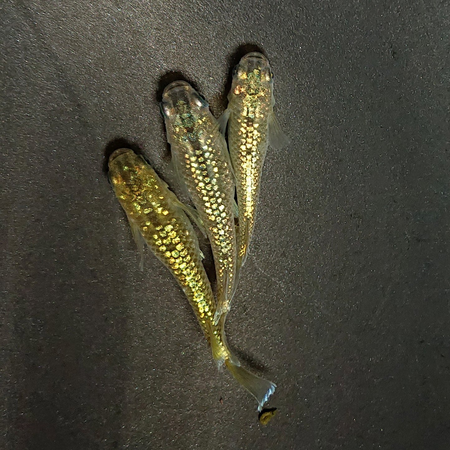 【現物】アハルテケ ラメtype ゴールド 3匹 オス1メス2 3056