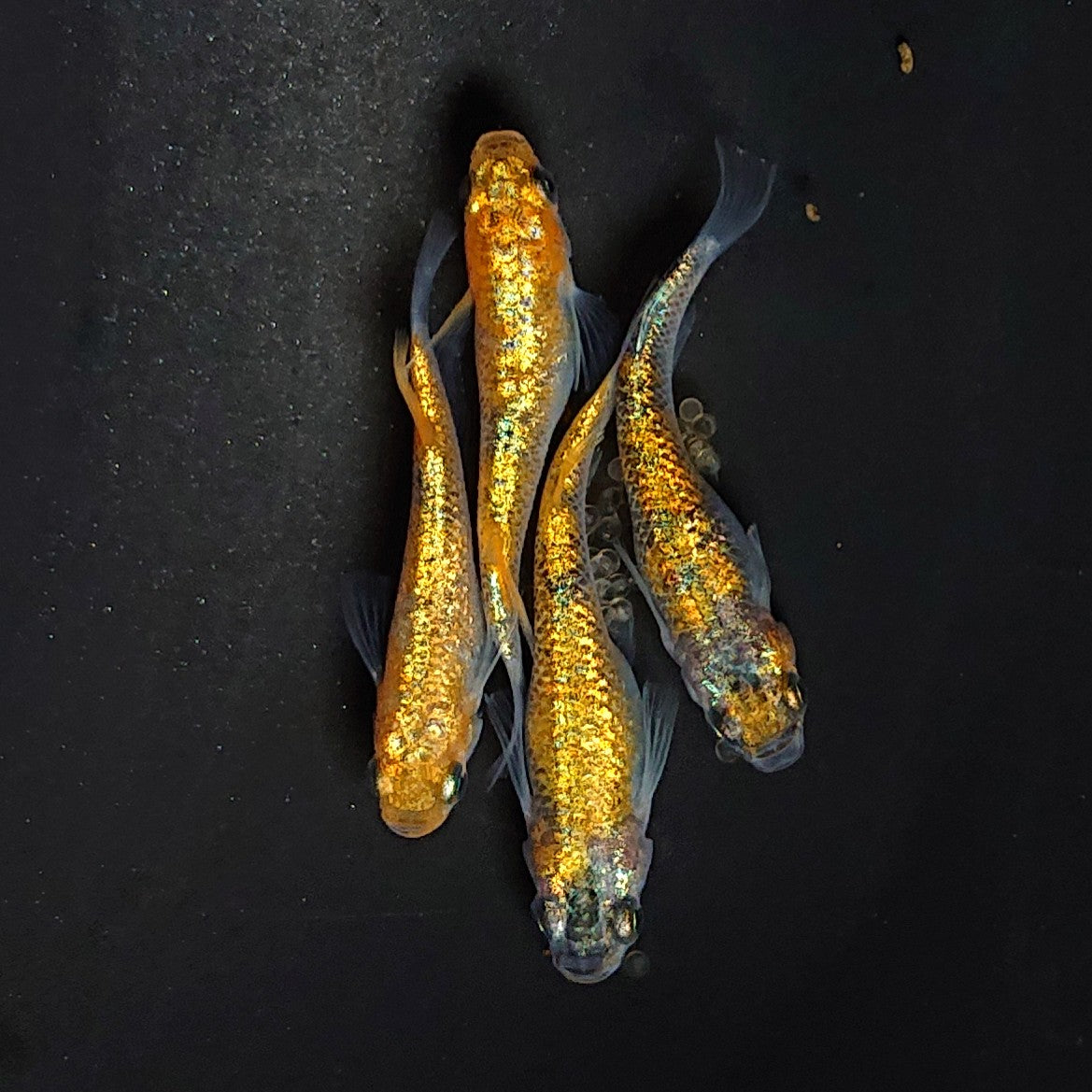 ユリシスレッドレース(ゆりしすれっどれーす) 指宿(いぶすき)メダカ ペア