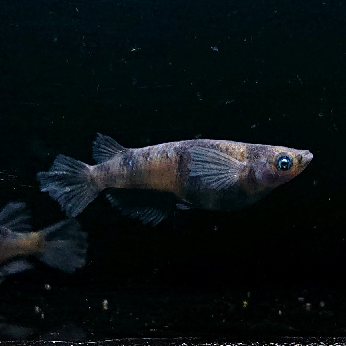 【稚魚】コールドムーン(こーるどむーん) 指宿(いぶすき)メダカ 稚魚10匹