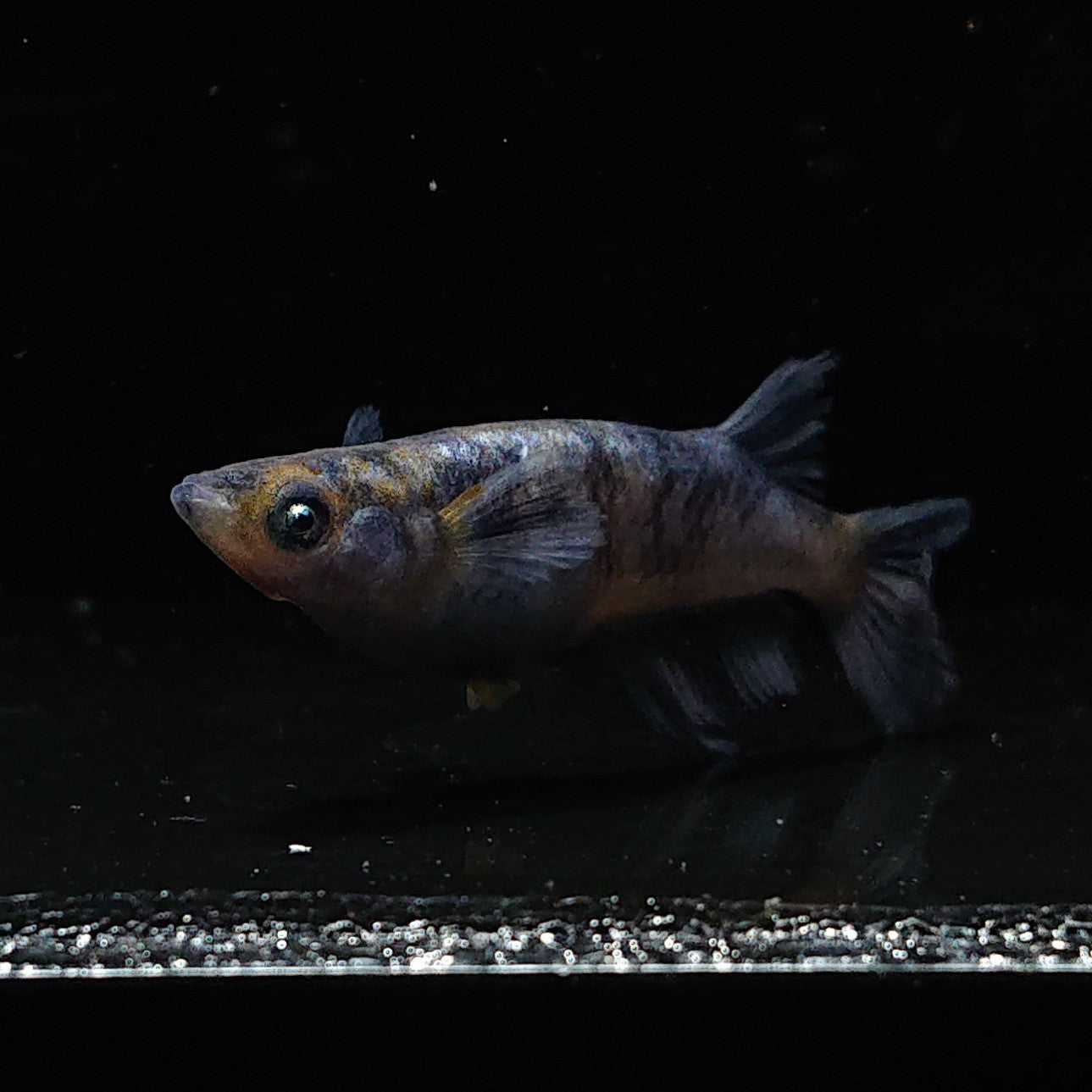 【稚魚】コールドムーン(こーるどむーん) 指宿(いぶすき)メダカ 稚魚10匹