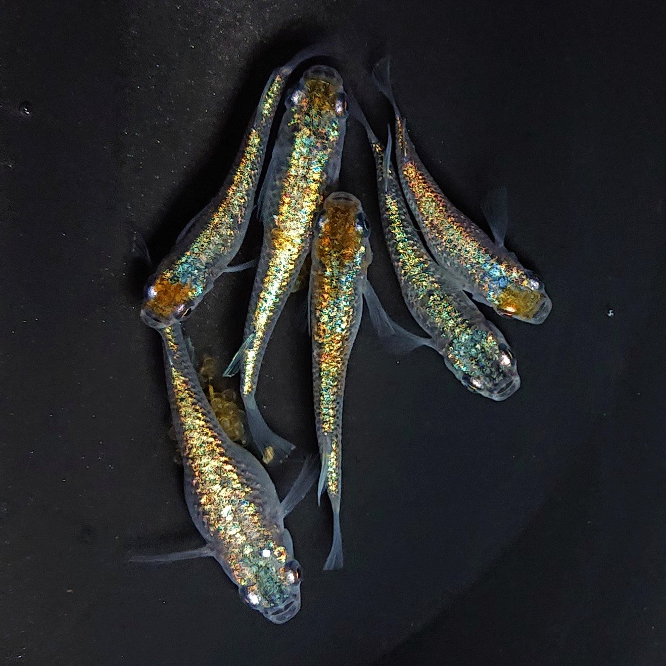 【稚魚】サファ王(さふぁおう) 指宿(いぶすき)メダカ 稚魚10匹
