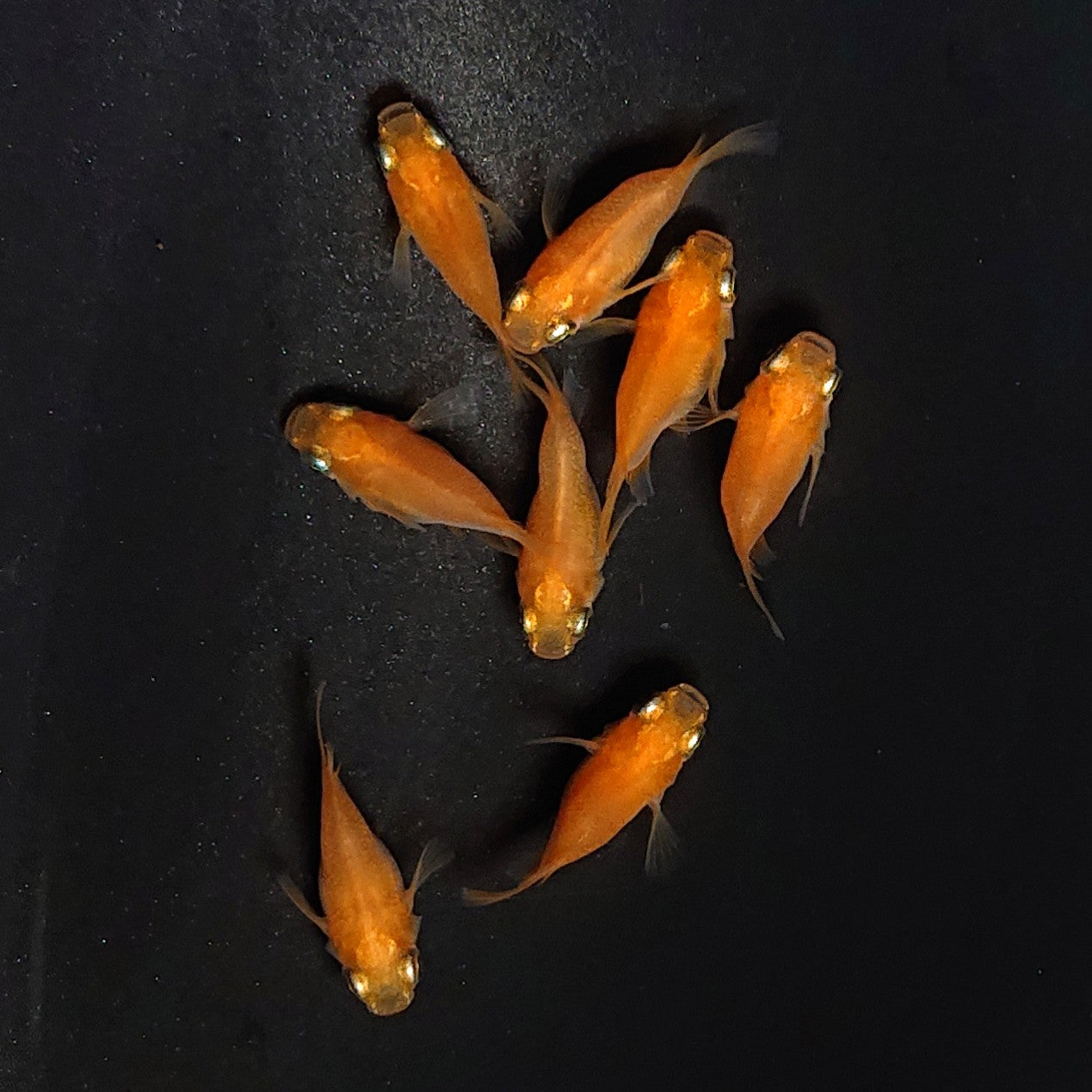 【現物】紅帝本だるま 3ペア+保障1ペア 3098
