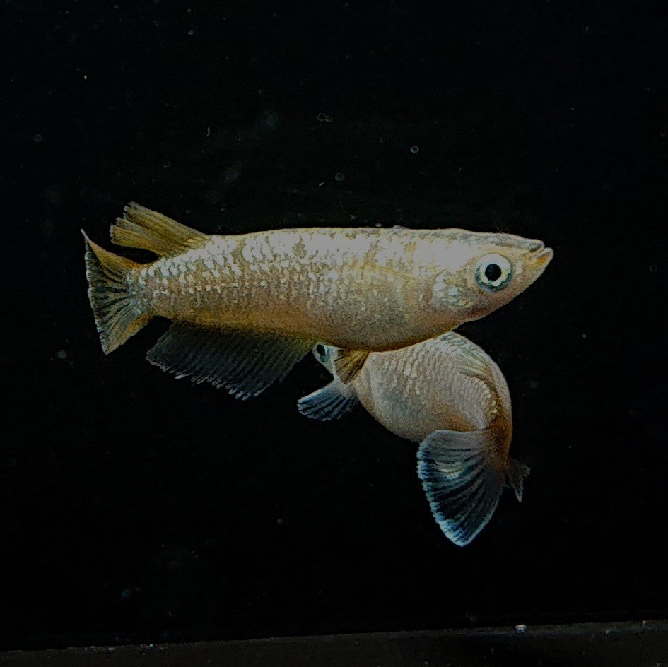 【稚魚】アハルテケ(あはるてけ) 指宿(いぶすき)メダカ 稚魚10匹