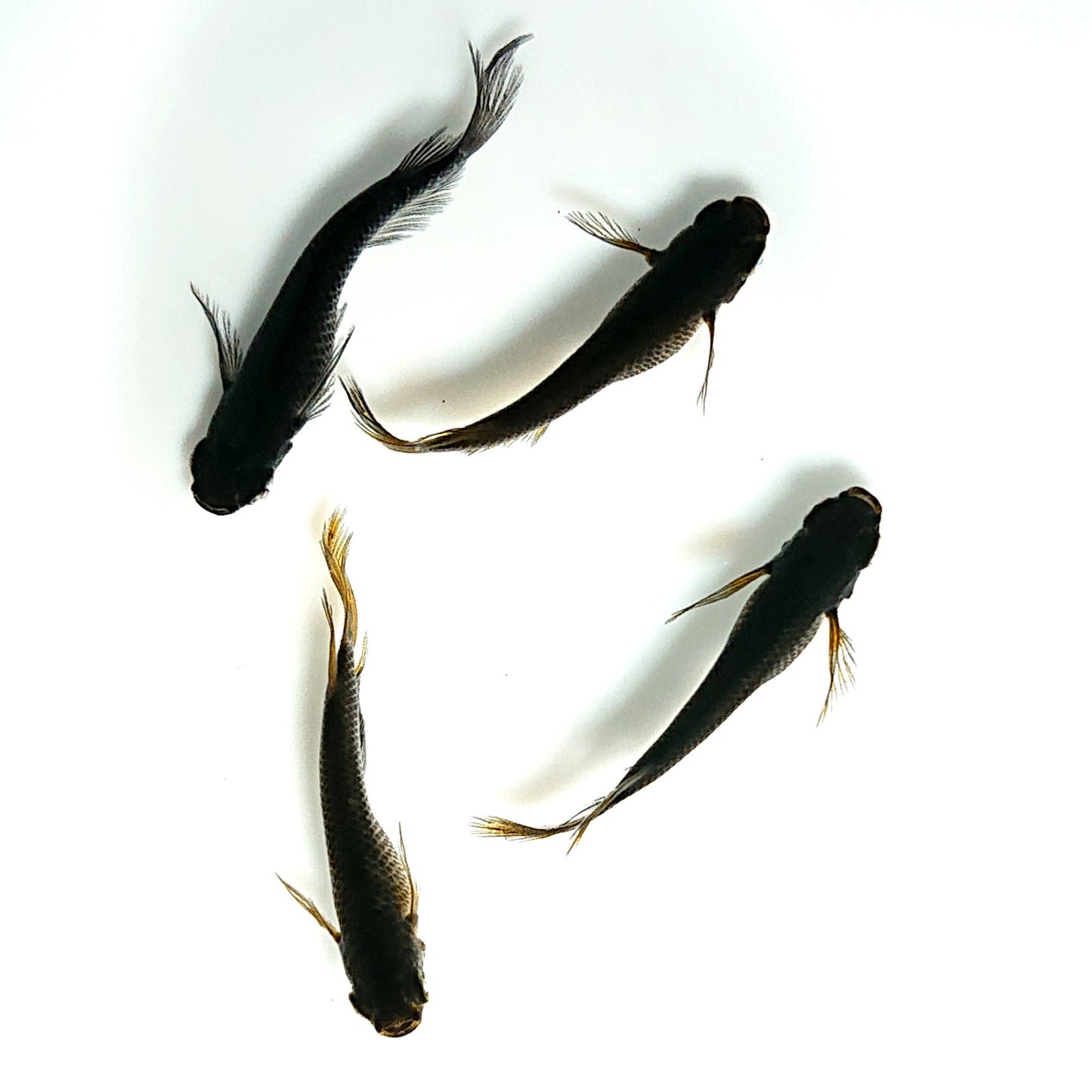 【現物】【上物】北辻GODアースアイ松井ヒレ長 2ペア 両眼アースアイ 3123