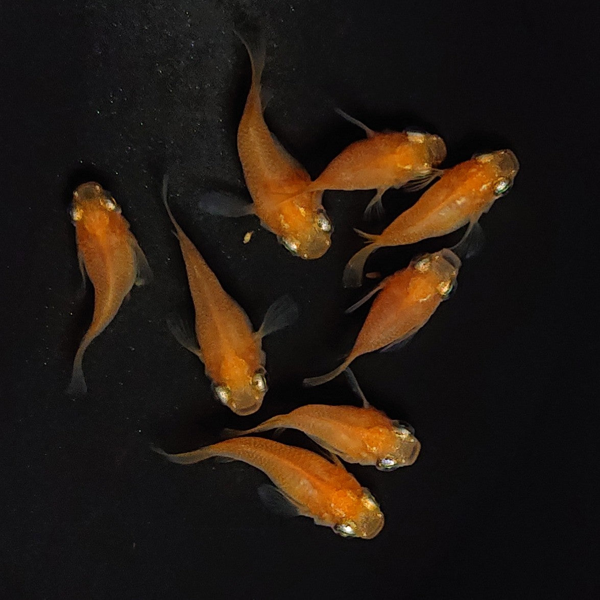 【現物】紅帝だるま 3ペア+保障1ペア