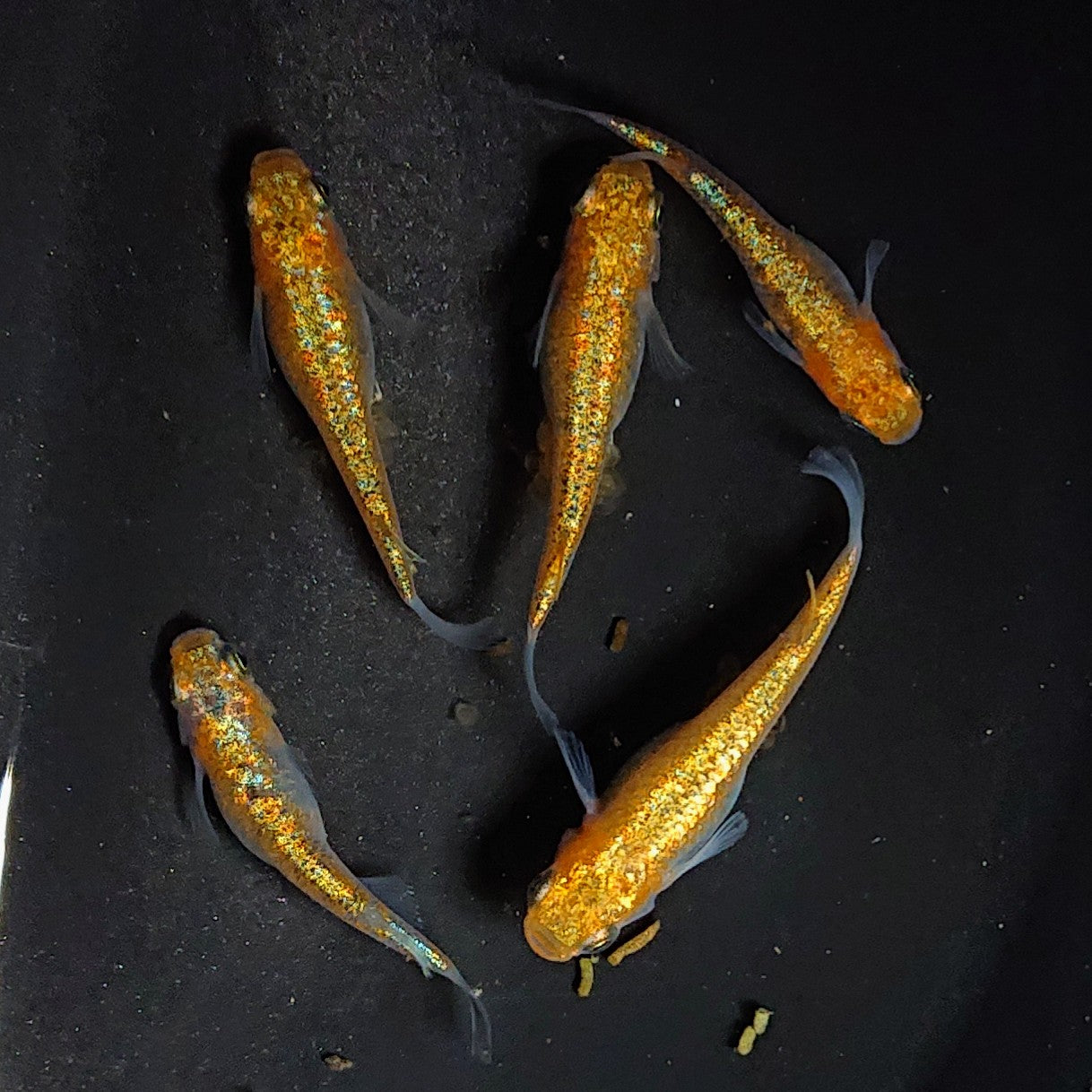 【現物】【上物】大輝 5匹 オス2メス3 3167